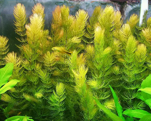 aquarium plant turning yellow