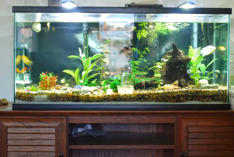 best fish tank setup for beginners