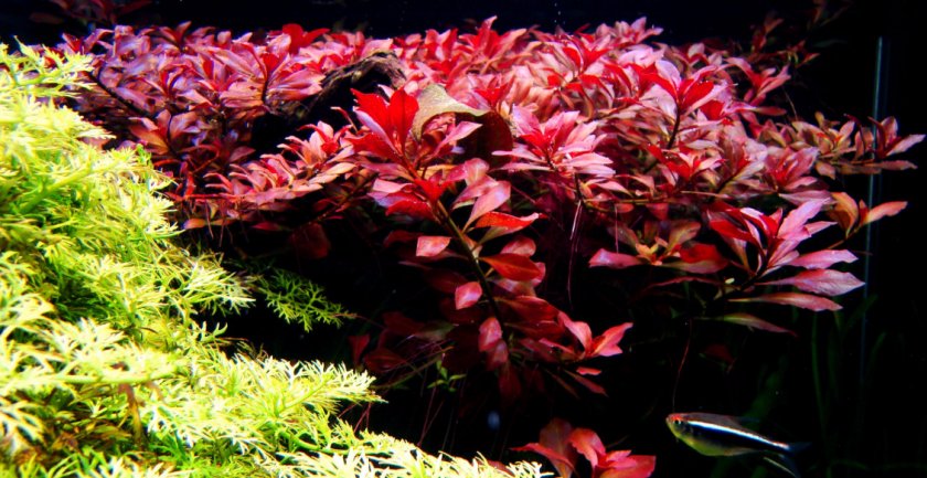 best red aquarium plants for beginners
