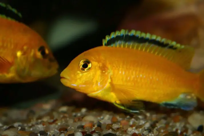 cichlids yellow labidochromis