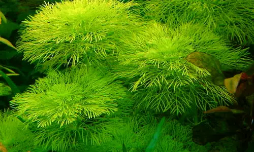 fast growing aquarium plants for beginners