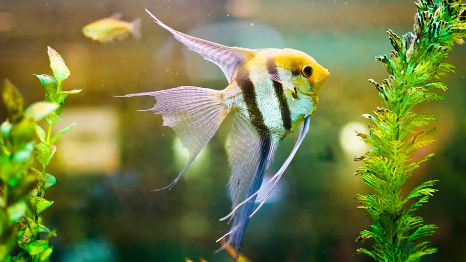 how to feed angelfish properly