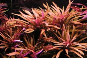 limnophila red