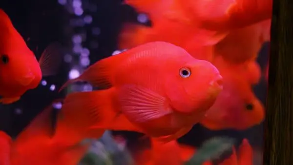 red color fish varieties for aquarium