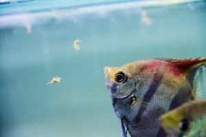 what and how often to feed angelfish a day