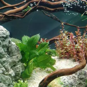aquarium plants for beginners