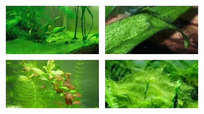 types of aquarium algae