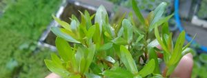 ammania gracilis aquarium plant