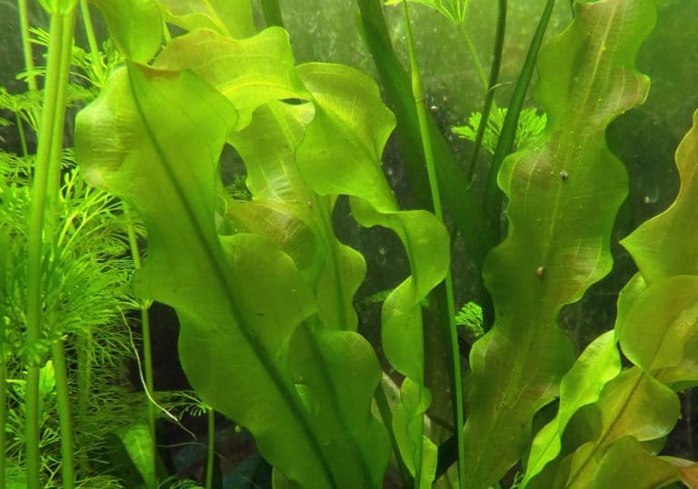 aponogeton ulvaceus aquarium plant