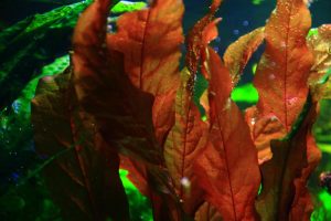 Barclaya Longifolia Aquarium Plant: Types, Care, Diseases