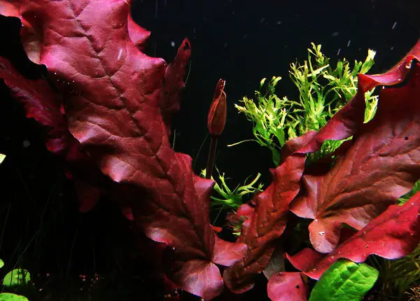 barclaya longifolia plant care in aquarium