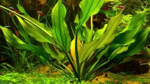 echinodorus horizontalis aquarium plant