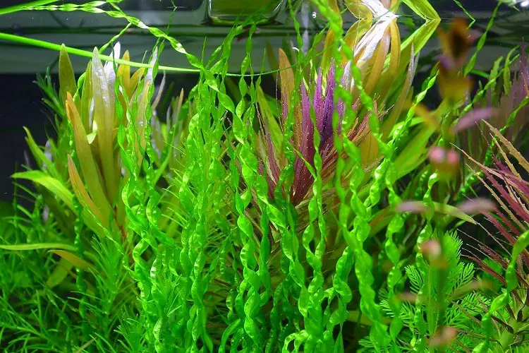 echinodorus vesuvius aquarium plant