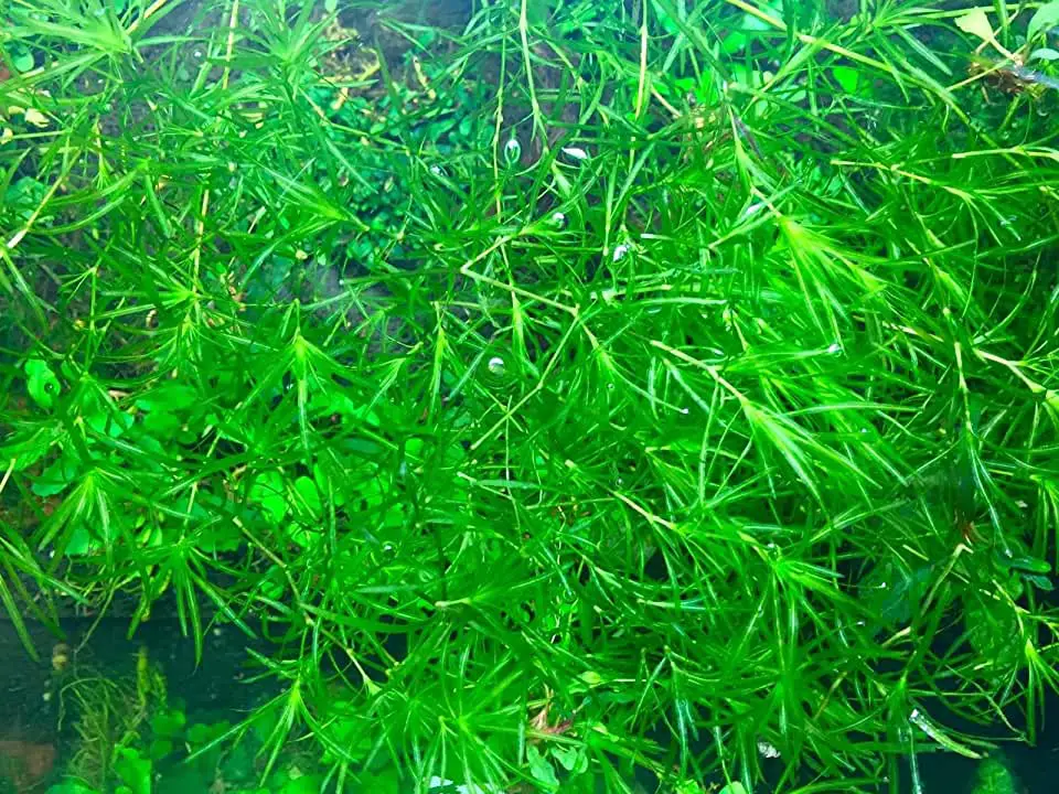 najas guadalupensis aquarium plant
