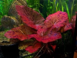 Nymphaea Lotus Aquarium Plant: Habitat, Care, Propagation