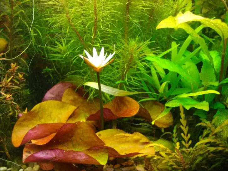 nymphaea lotus care and growing