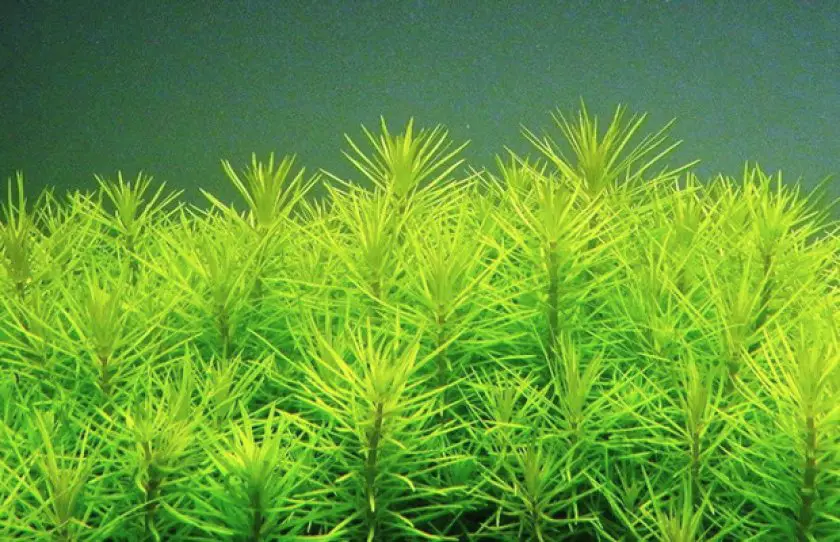 conditions for keeping pogostemon in aquarium and care