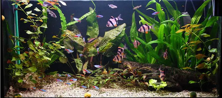 barb fish care at home