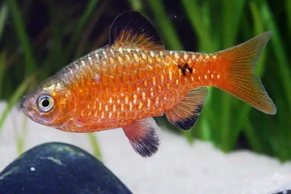 fiery pethia conchonius barb fish 1
