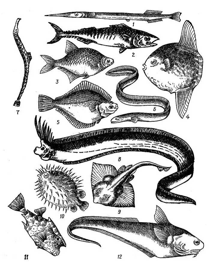fish body shape types
