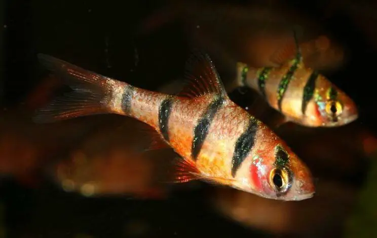 five banded barb