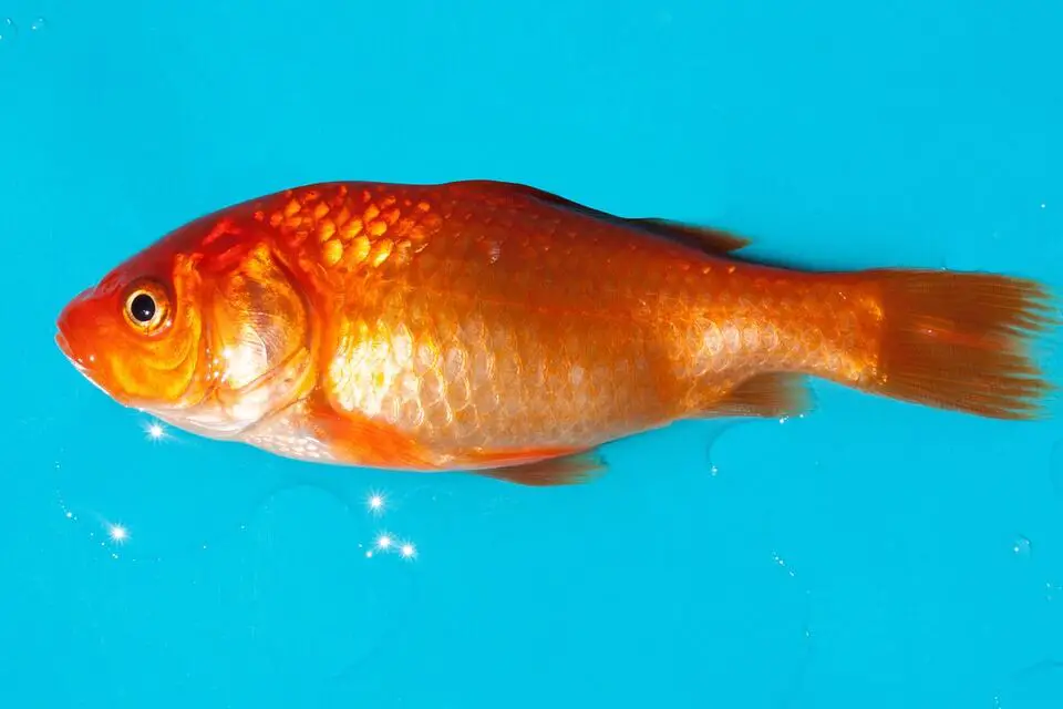 goldfish freshwater fish