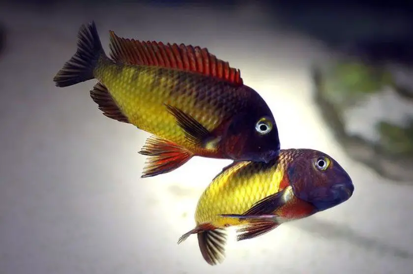 how do fish reproduce when kept in an aquarium