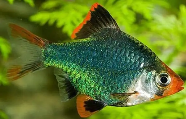 mossy or mutant barb fish