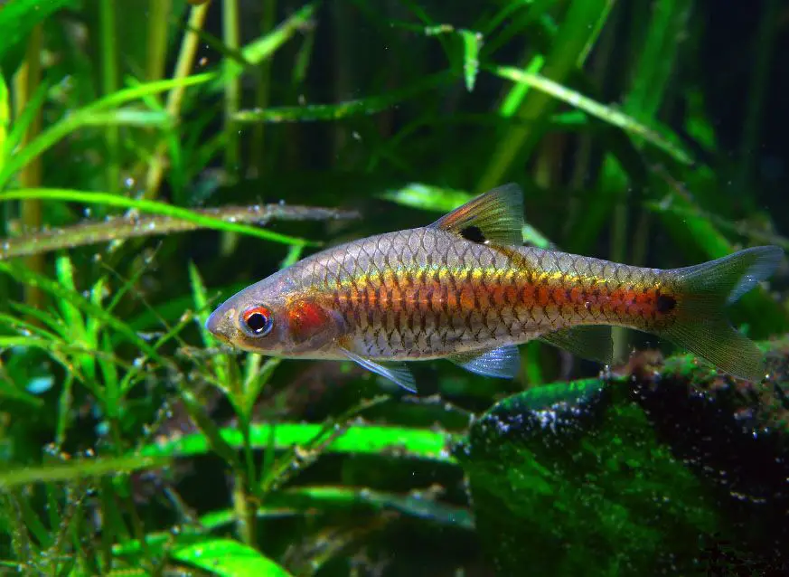 red sided barb