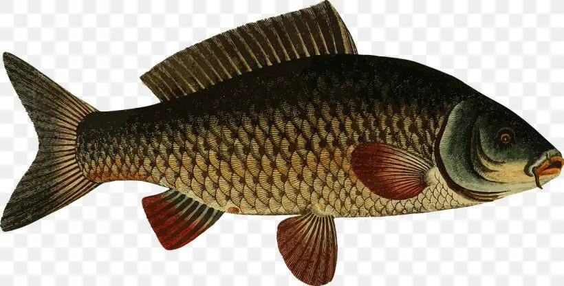 carp freshwater fish