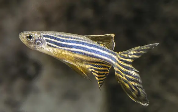 zebrafish danio rerio
