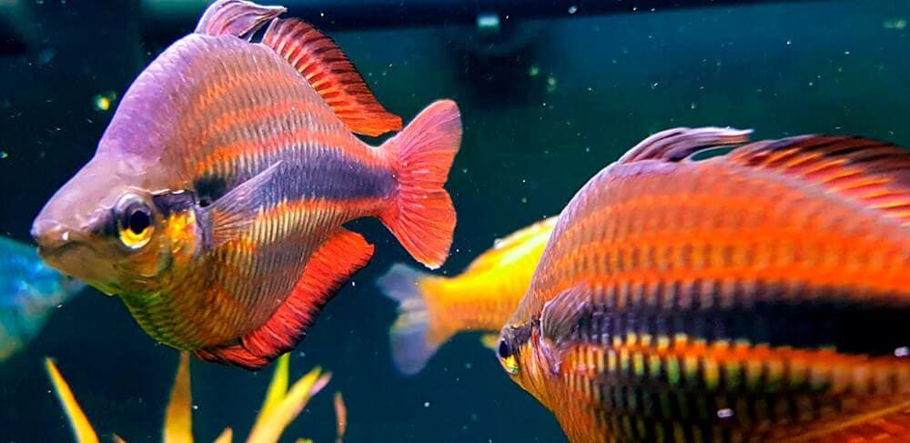 banded rainbowfish aquarium fish care