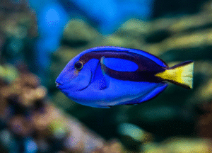 Blue Surgeonfish: Types for Aquarium, Care, Feeding, Guide