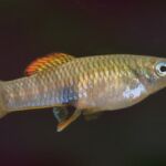brachyrhaphis roseni fish