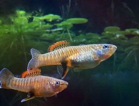 difference in male and female brachyrhaphis roseni