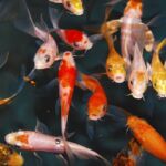 longest living aquarium fish