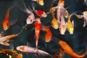 8 Longest Living Aquarium Fish (Lifespan, Photos, Care)