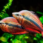 Banded Rainbowfish (Melanotaenia trifasciata) Aquarium Fish