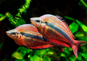 Banded Rainbowfish (Melanotaenia trifasciata) Aquarium Fish