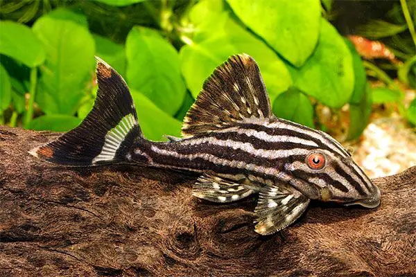 panaque nigrolineatus fish