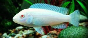 Snow White Cichlid Fish: Care, Breeding in Aquarium (Guide)