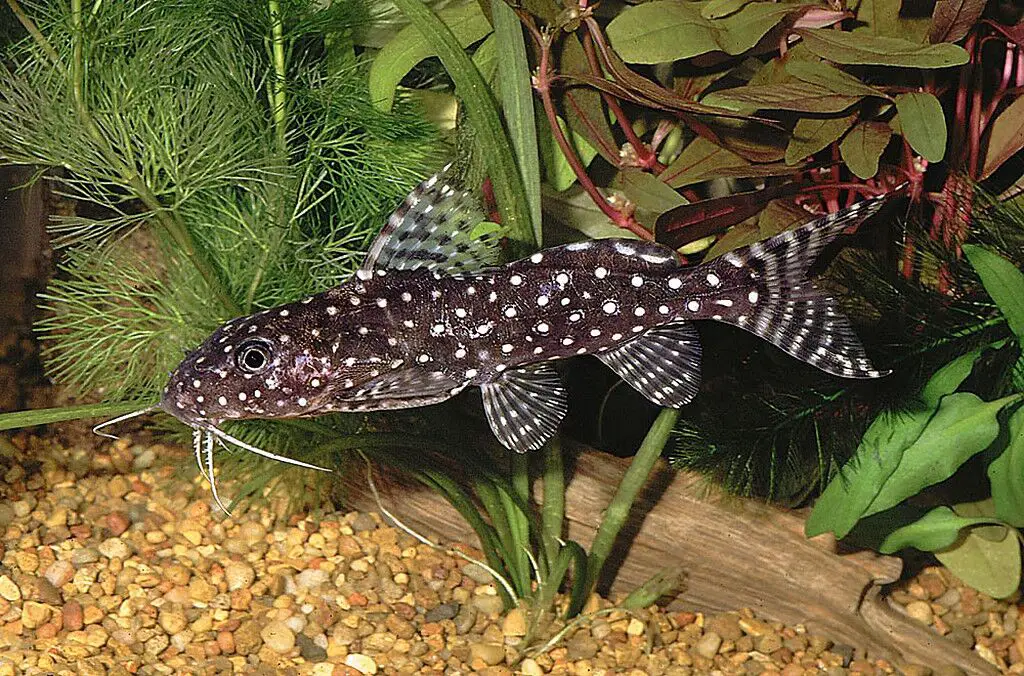 synodontis catfish family for aquarium