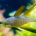 threadfin rainbowfish iriatherina werneri
