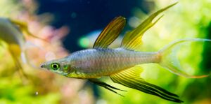 Threadfin Rainbowfish: Care, Breeding, Types in Aquarium