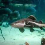 19 Types Of Catfish For Aquarium: Selection, Care, Breeding