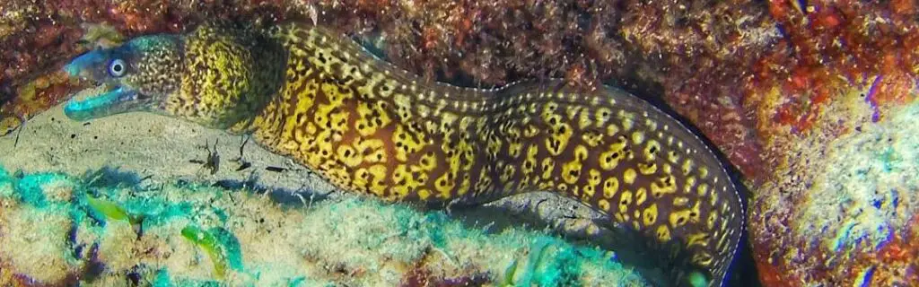 types of moray eel for aquarium