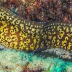 Moray Eel For Aquarium: Types, Care, Feed, Mates, Habitat