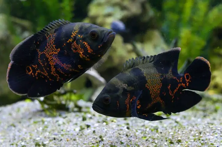 types of oscar fish