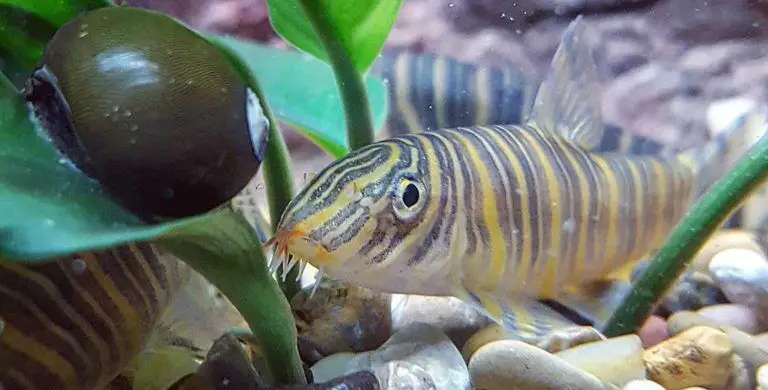 what fish can live with zebra loaches