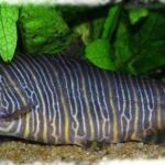 Zebra Loach ( Botia Striata): Care, Feed, Mates in Aquarium